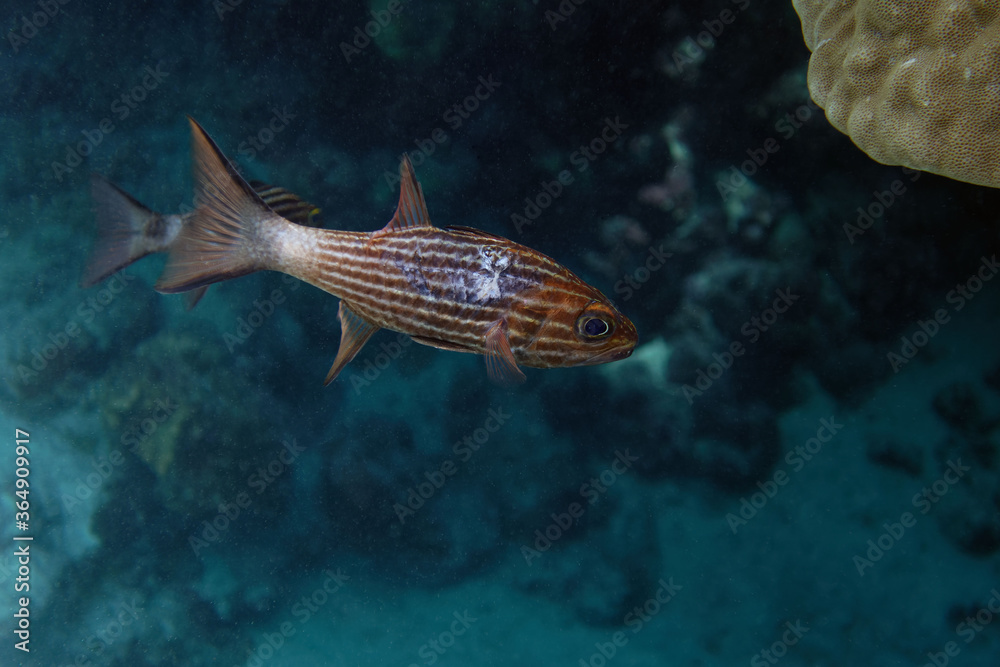 Fototapeta premium Large Toothed Cardinalfish (Cheilodipterus macrodon) in Red Sea