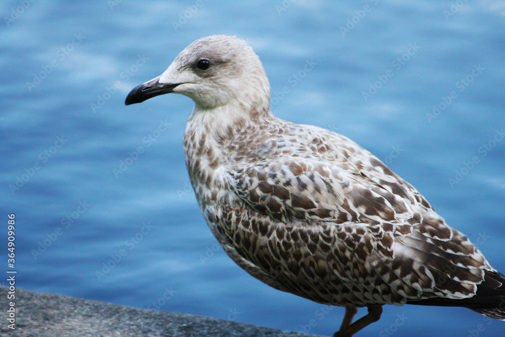 A grey gull stands on the parapet against the blue water. A grey gull stands on the parapet against the blue water.