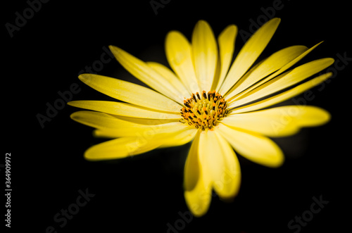 Fleurs du jardin