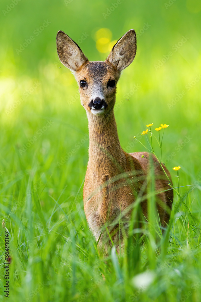 Young roe deer, capreolus capreolus, fawn standing on meadow during the spring from front view. Lovely doe looking into camera on field with tall green grass. Young roe deer, capreolus capreolus, fawn standing on meadow during the spring from front view. Lovely doe looking into camera on field with tall green grass.