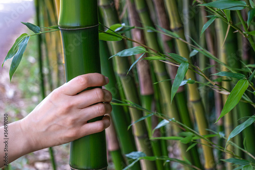 Fototapeta Naklejka Na Ścianę i Meble -  A woman grabs a bamboo by hand and feels the clean nature.