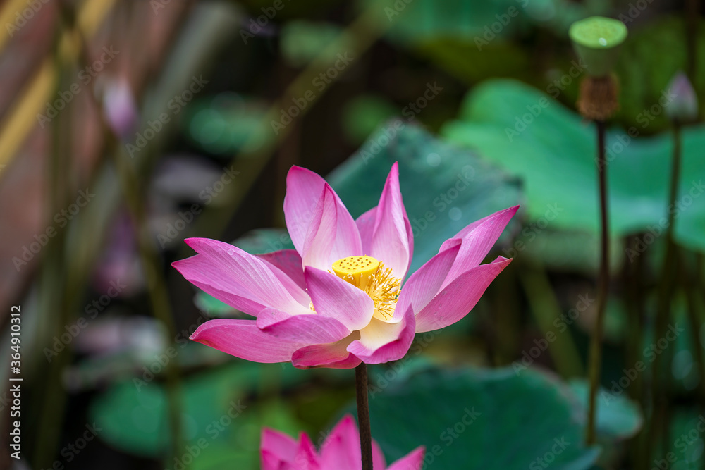 Pink water lily flower. Lotus flower in Vietnam. Closeup Pink water lily flower. Lotus flower in Vietnam. Closeup