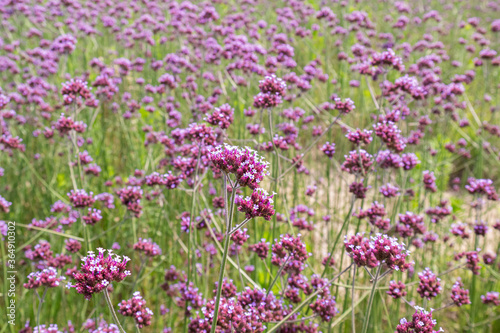 Verbena bonariensis flower beautifully bloomed in the field of nature.