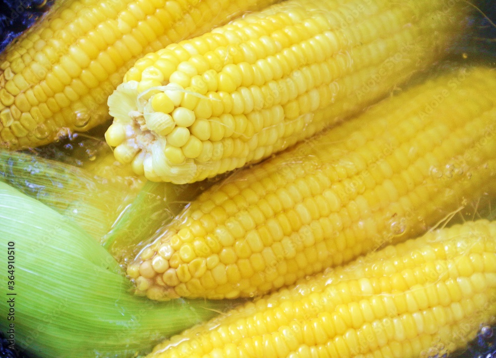 Boiling yellow corn in very heat water, cover with white smoke Boiling yellow corn in very heat water, cover with white smoke