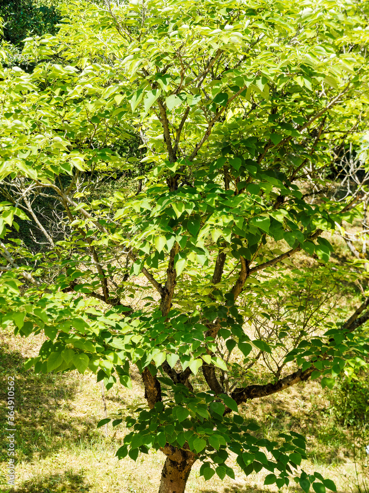 (Broussonetia papyrifera) Mûrier de chine ou mûrier à papier au port étalé et buissonnant, écorce rugueuse marron clair, feuilles gris vert sur de longs pédoncules (Broussonetia papyrifera) Mûrier de chine ou mûrier à papier au port étalé et buissonnant, écorce rugueuse marron clair, feuilles gris vert sur de longs pédoncules