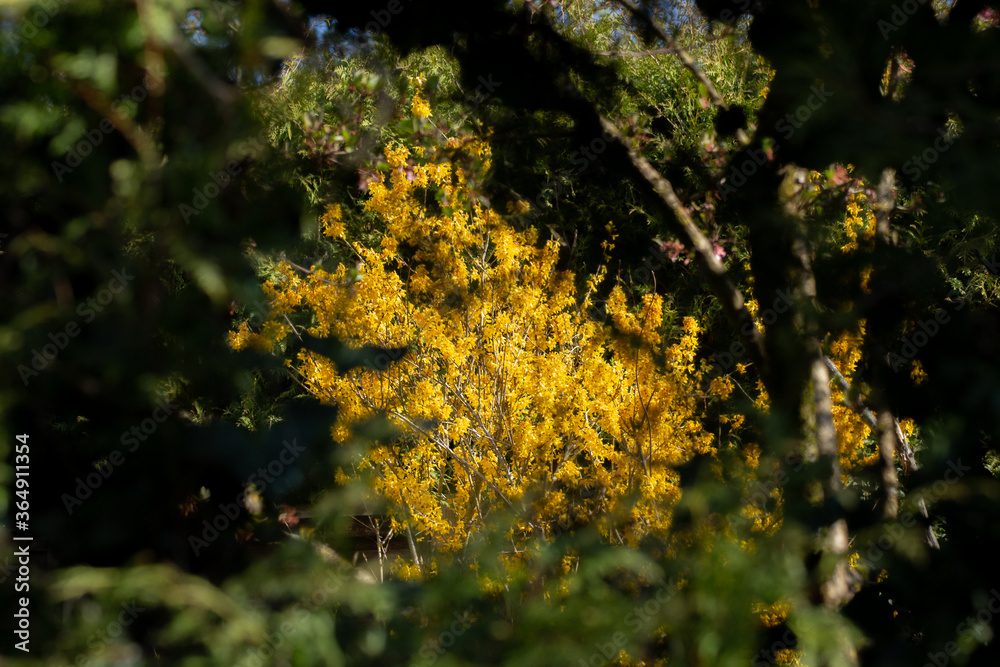 Yellow blooming forsythia photographed through a hole in a ivy covered hedge, Forsythia intermedia