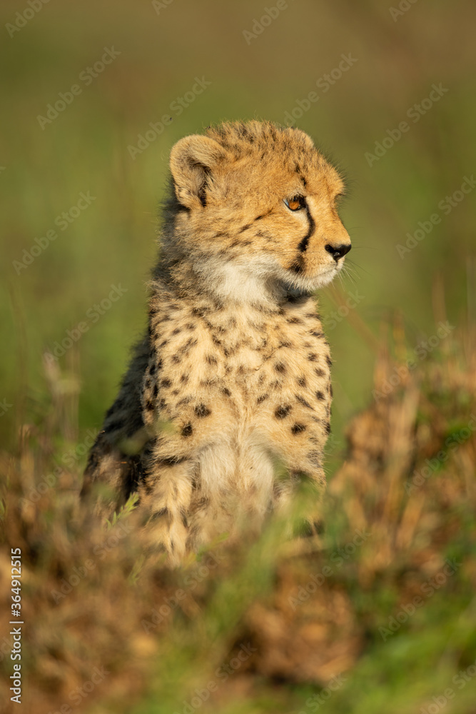 Cheetah cub sits in savannah facing right Cheetah cub sits in savannah facing right