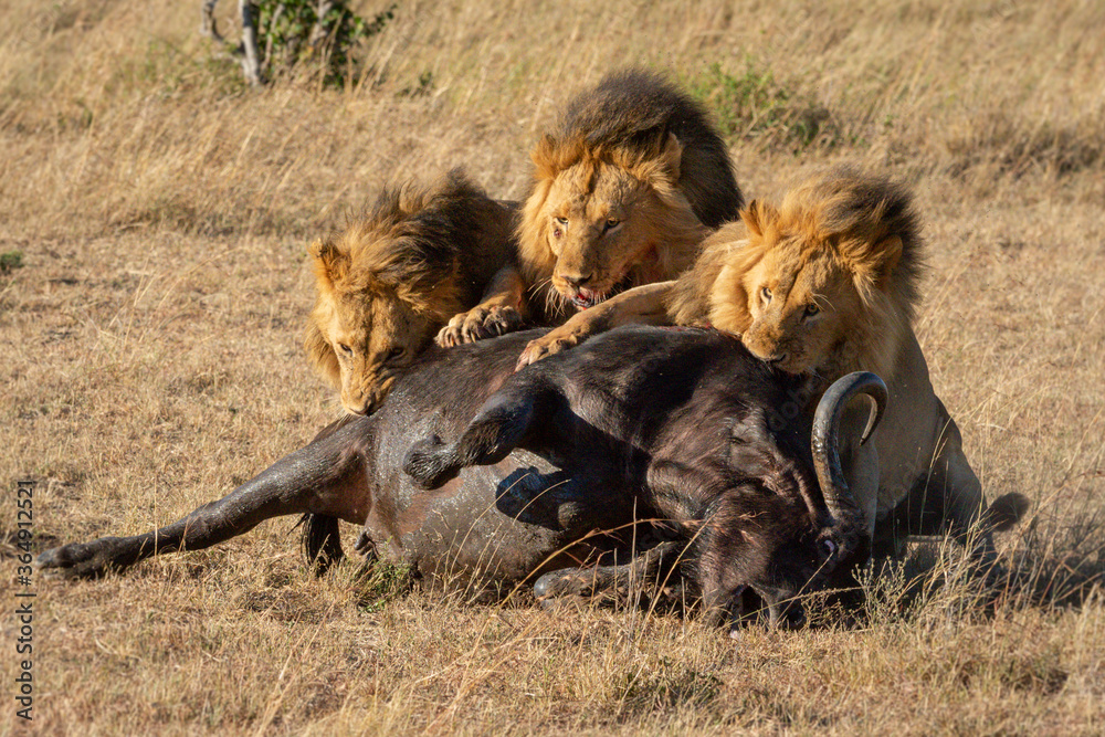 Three male lions hold down dead buffalo Three male lions hold down dead buffalo