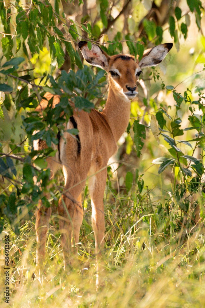 Young impala stands in bushes looking back Young impala stands in bushes looking back