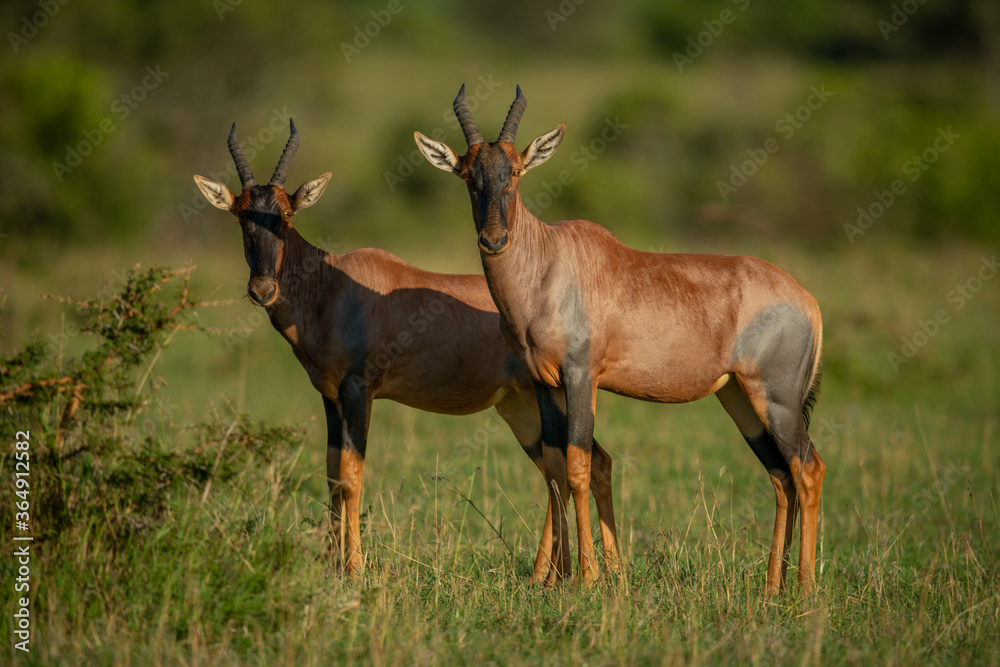 Two male topi stand side-by-side on savannah Two male topi stand side-by-side on savannah