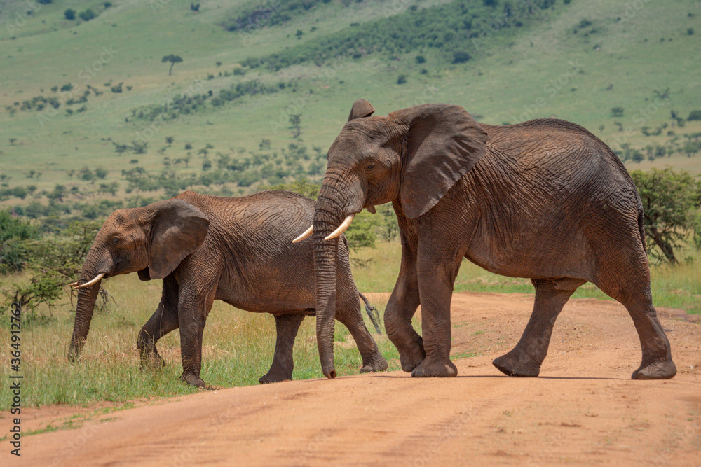 Fototapeta premium Two African elephants cross track in sunshine