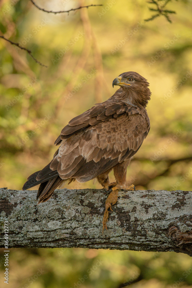 Tawny eagle on lichen-covered branch with carrion Tawny eagle on lichen-covered branch with carrion