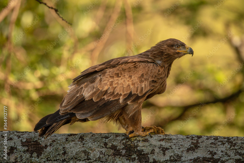Fototapeta premium Tawny eagle on lichen-covered branch in profile