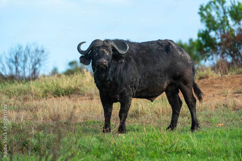 Cape buffalo stands watching camera on grass Cape buffalo stands watching camera on grass
