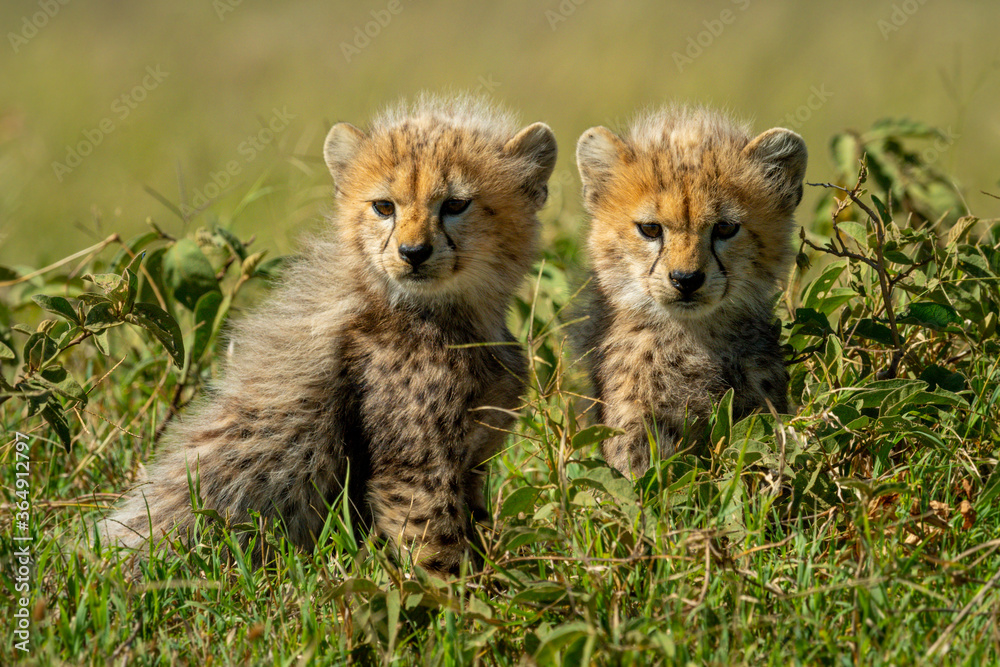 Obraz premium Two cheetah cubs sit in leafy bushes