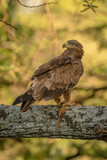 Tawny eagle on lichen-covered branch with carrion