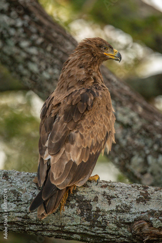 Tawny eagle on lichen-covered branch tilting head © Nick Dale