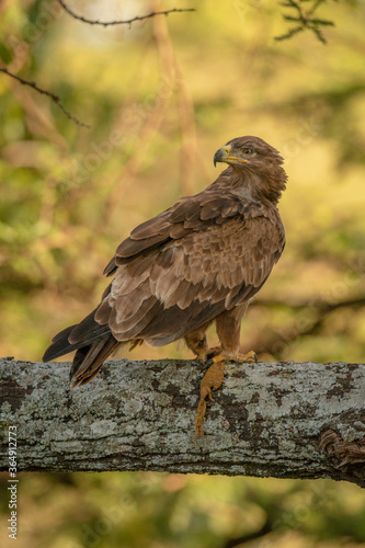 Tawny eagle on lichen-covered branch with carrion