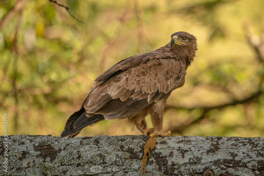 Tawny eagle on lichen-covered branch holding carrion Tawny eagle on lichen-covered branch holding carrion