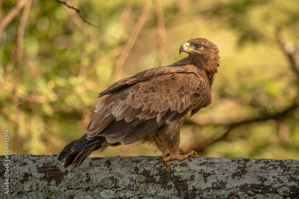 Tawny eagle on lichen-covered branch looking back Tawny eagle on lichen-covered branch looking back