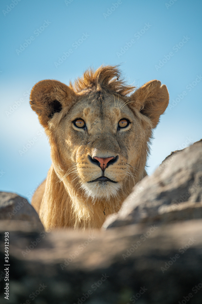 Young male lion eyes camera over rocks Young male lion eyes camera over rocks