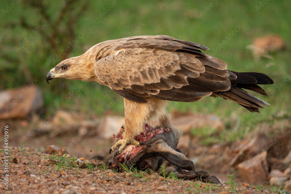 Fototapeta premium Tawny eagle stands on carrion bending head