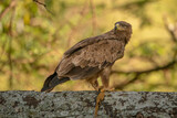 Tawny eagle on lichen-covered branch holding carrion