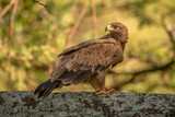 Tawny eagle on lichen-covered branch looking back