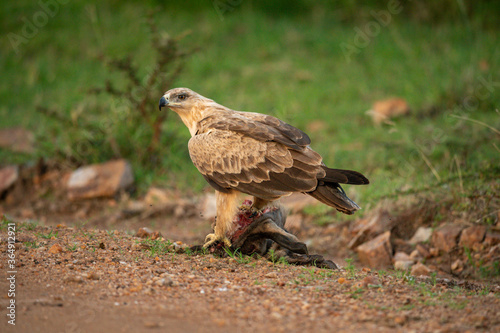 Tawny eagle stands on kill on track © Nick Dale