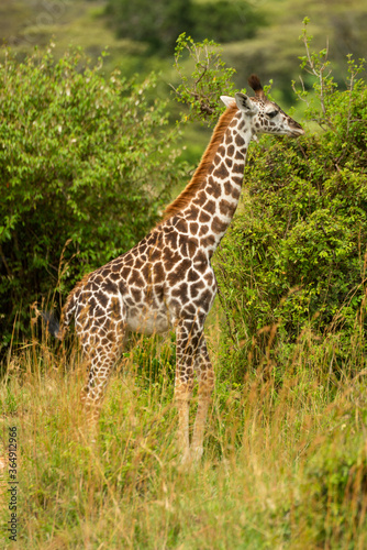 Young Masai giraffe stands among leafy bushes