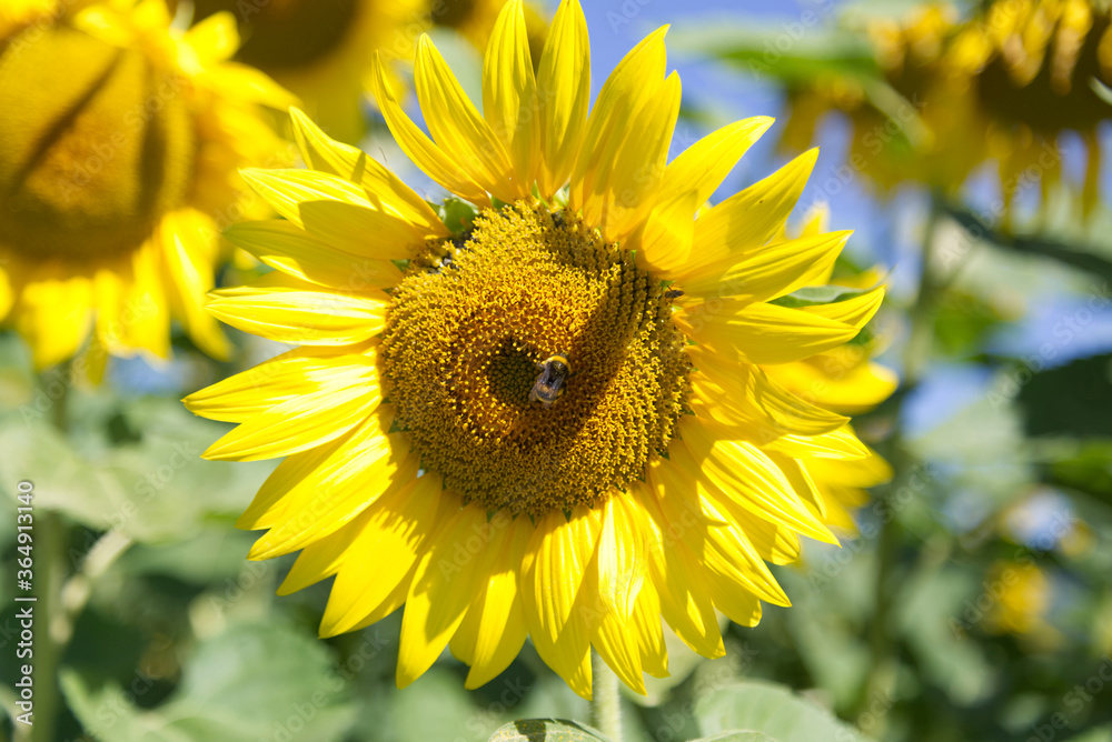 Beautiful sunflower in the sunshine of a summer morning Beautiful sunflower in the sunshine of a summer morning