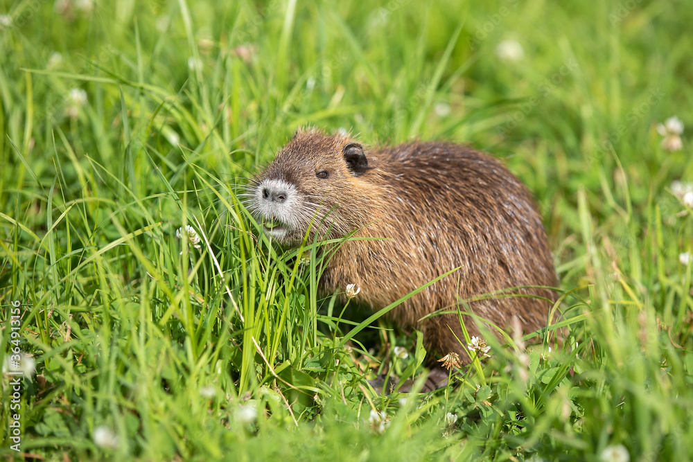 young Coypu (Myocastor coypus) on a meadow eating young Coypu (Myocastor coypus) on a meadow eating