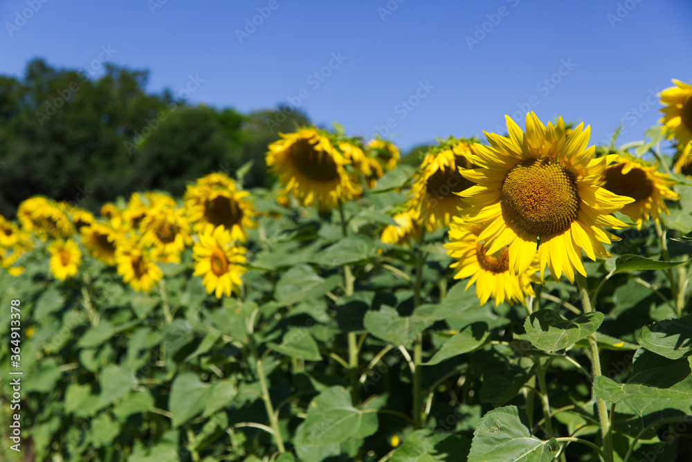 Magnificent sunflowers illuminated by the summer sun Magnificent sunflowers illuminated by the summer sun