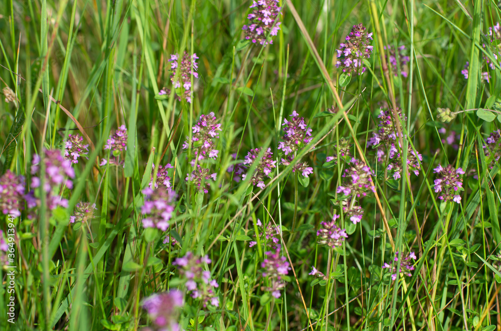 Summer flowering of fragrant thyme illuminated by the sun on a green meadow Summer flowering of fragrant thyme illuminated by the sun on a green meadow
