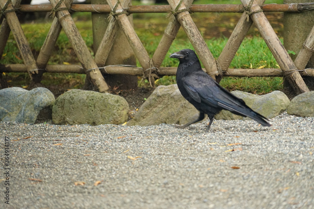 Obraz premium カラス