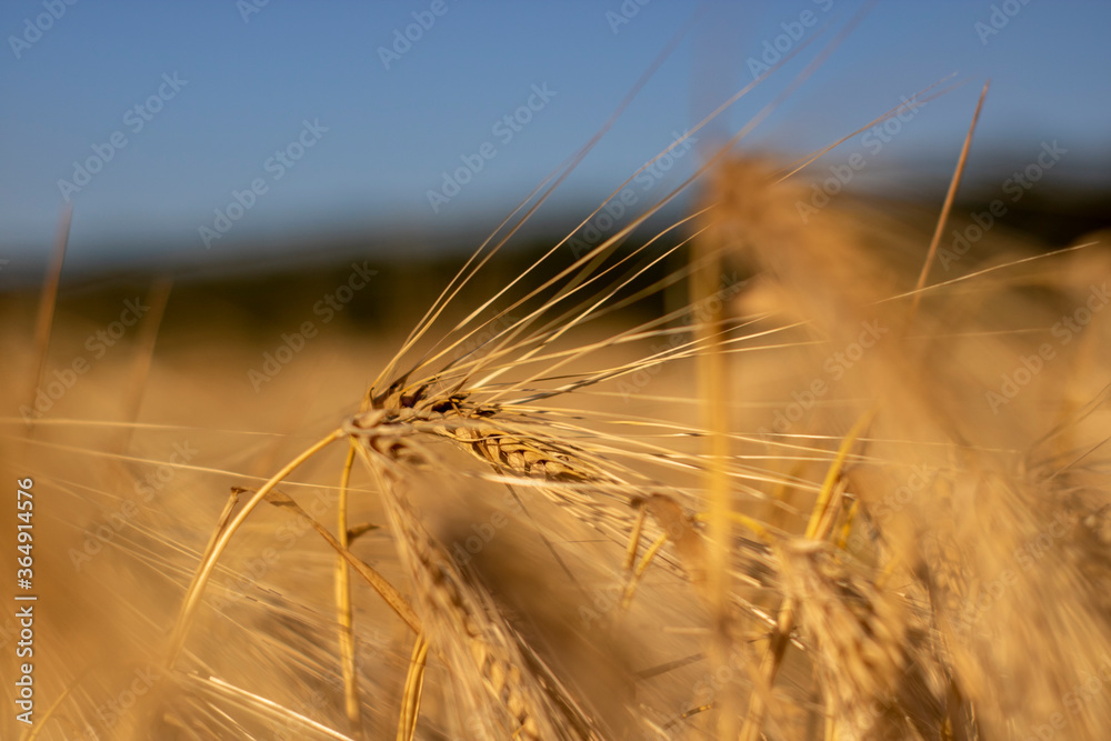 Yellow wheat spike on the blue sky. Arcicultural background. Out of focus Yellow wheat spike on the blue sky. Arcicultural background. Out of focus