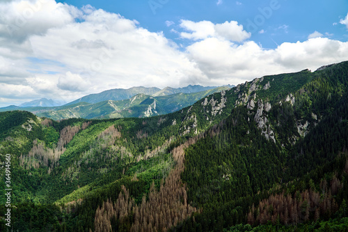 Fototapeta Naklejka Na Ścianę i Meble -  A mountain slope with a mountain pine and limestone rocks in the mountains Tatry