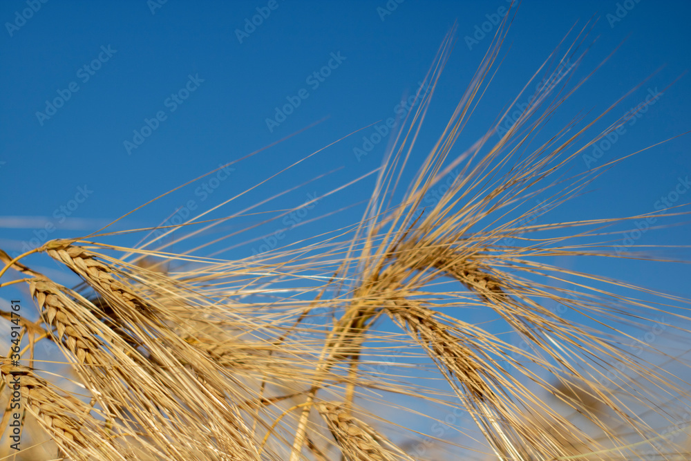 Yellow wheat spike on the blue sky. Arcicultural background. Out of focus Yellow wheat spike on the blue sky. Arcicultural background. Out of focus