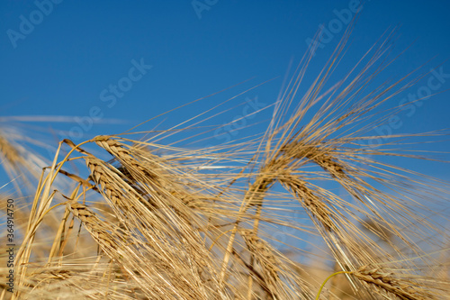 Yellow wheat spike on the blue sky. Arcicultural background. Out of focus