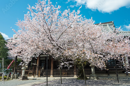 Cherry blossom at Honpo-ji  Temple in Kyoto, Japan. The Temple originally built in 1436. photo