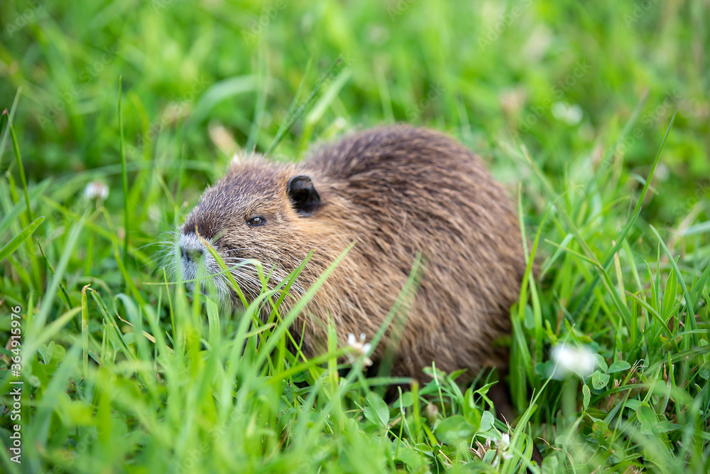 young Coypu (Myocastor coypus) on a meadow eating young Coypu (Myocastor coypus) on a meadow eating