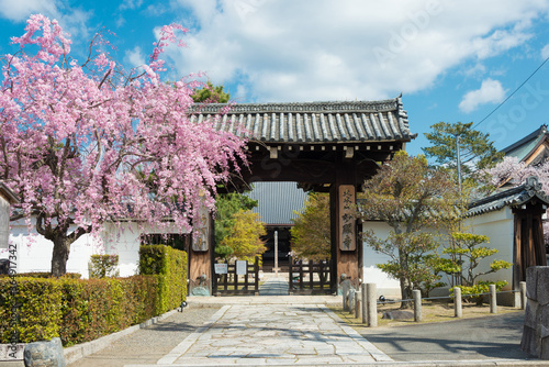 Cherry blossom at Myoken-ji Temple in Kyoto  Japan. The Temple originally built in 1321.