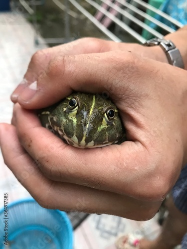 turtle in the hands