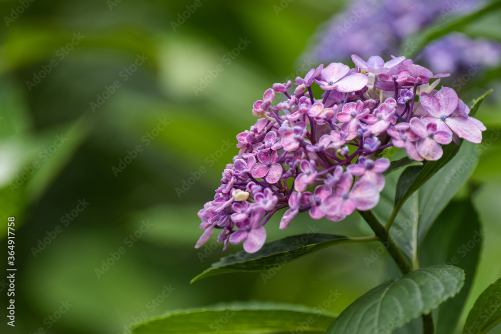 満開の紫陽花　　紫色