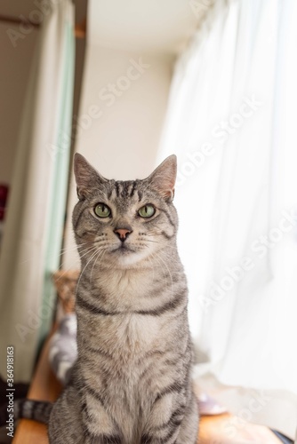 窓辺の猫 サバトラ猫