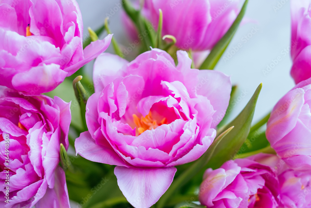 Fototapeta premium Beautiful magenta tulip flower bouquet 