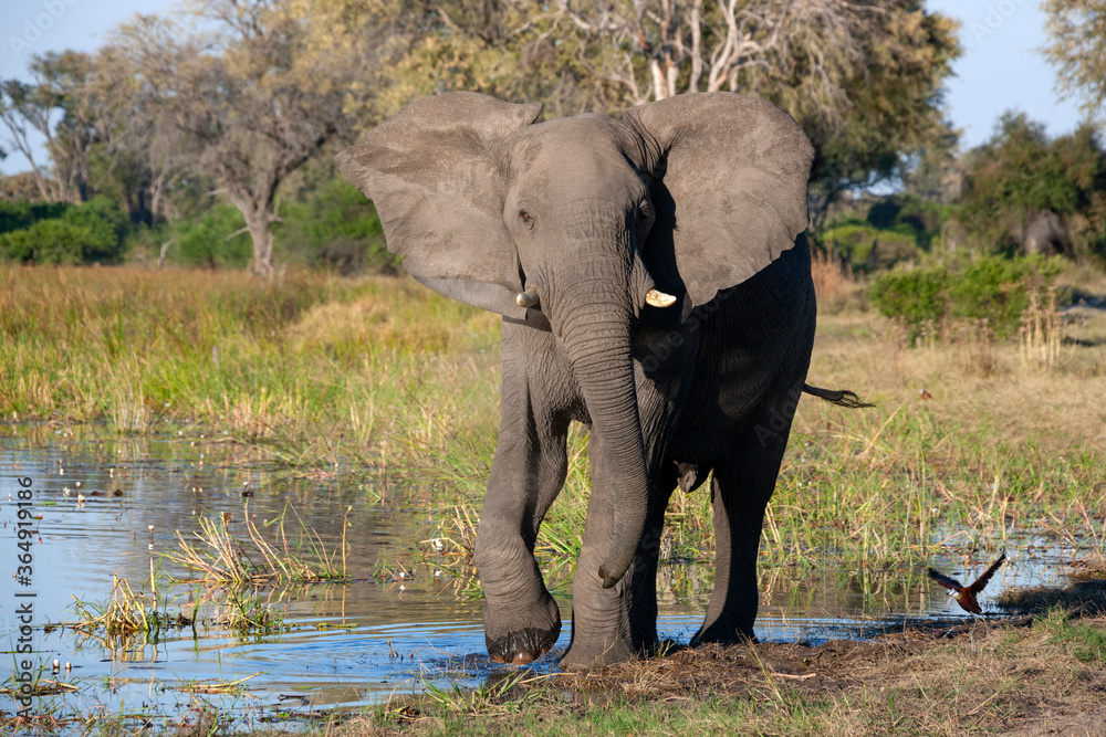 Obraz premium African Elephant - Khwai River - Botswana