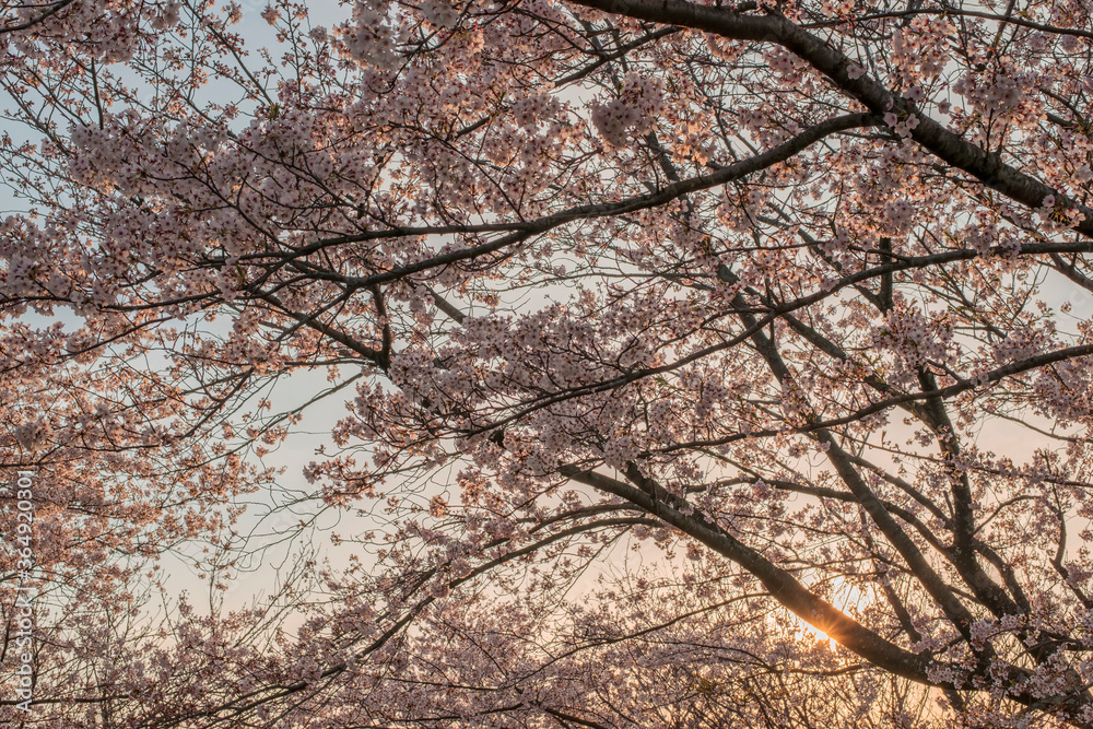 満開の桜の湊山公園（鳥取県米子市）