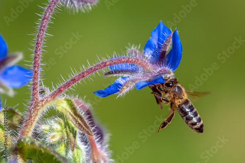 Macro of honey bee collecting pollen and suck nectar on a flower  © mirecca