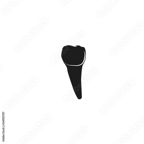 human premolar tooth